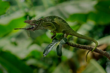 green lizard on a branch