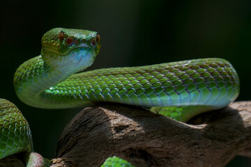 green snake in the grass