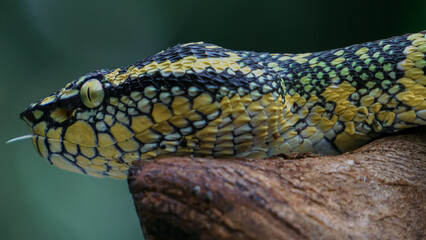 close up of a snake