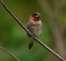 robin on branch