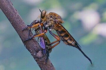 close up of a fly