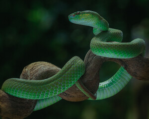 green snake in the tree