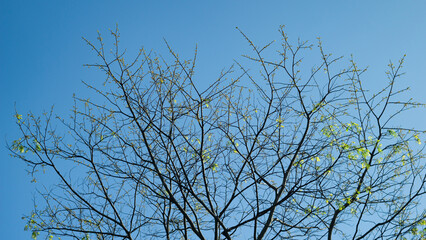 Delicate Green Branches Under a Clear Blue Sky