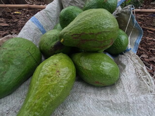 freshly picked avocado