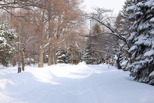 北海道の冬の雪景色