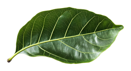Leaf fig serenity isolated on a transparent background