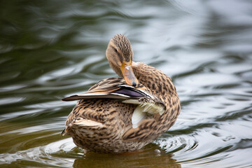 A view of a female mallard duck preening at the shore of a pond.