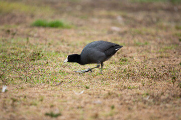 Obraz premium A view of an American coot searching for food in the grass.
