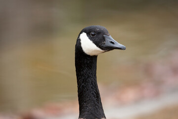 A closeup view of the head of a Canada goose.