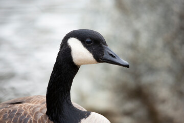 A closeup view of the head of a Canada goose.