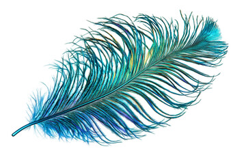Obraz premium a iridescent teal feather isolated on white background.