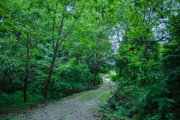 Obraz premium 雨の深い森 自然の山道の風景 新緑の緑と雨に濡れて鮮やかな色の木の葉 アウトドア・キャンプ・山登りの背景