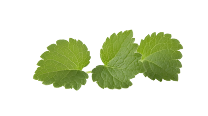 Lemon balm isolated on a transparent background