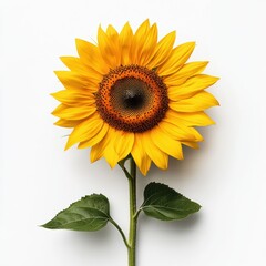 Fototapeta premium Bright yellow sunflower with detailed texture and vibrant green leaves on white background