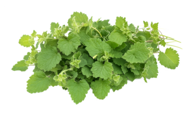 Lemon balm isolated on a transparent background
