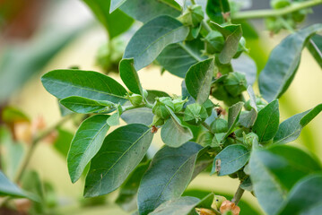 Ashwagandha plant or withania somnifera plant is ayurvedic medical plant close up