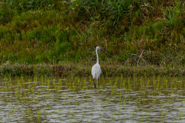 シラサギ（チュウサギ）