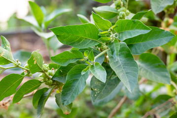 Ashwagandha plant or withania somnifera plant is ayurvedic medical plant close up