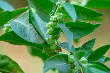 Ashwagandha plant or withania somnifera plant is ayurvedic medical plant close up