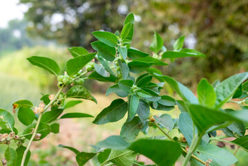 Ashwagandha plant or withania somnifera plant is ayurvedic medical plant close up