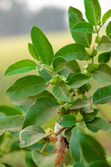 Ashwagandha plant or withania somnifera plant is ayurvedic medical plant close up