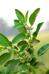 Ashwagandha plant or withania somnifera plant is ayurvedic medical plant close up