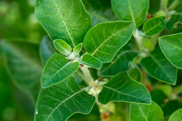 Ashwagandha plant or withania somnifera plant is ayurvedic medical plant close up