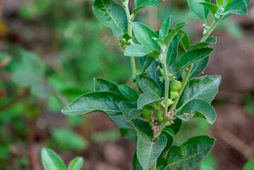 Ashwagandha plant or withania somnifera plant is ayurvedic medical plant close up