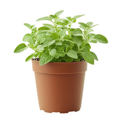 Obraz premium Isolated Oregano Plant in Brown Pot, Aromatic Culinary Herb
