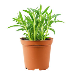 Isolated Savory Herb Plant, Culinary Ingredient in Pot