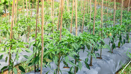 Chili Plants in a Mulch Farming System with Natural Sunlight