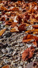 Autumn leaves scattered on a gravel path, symbolizing fall's arrival and the Thanksgiving season, evoke change and nostalgia