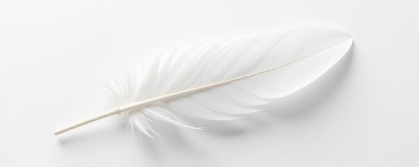 Obraz premium Close-up of a pristine white feather against a bright white background, texture, studio, photography