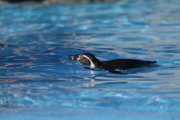 水に浮かぶ横向きのフンボルトペンギン