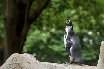 振り向くフンボルトペンギンのポートレート