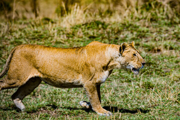 lion cub in serengeti national park serengeti