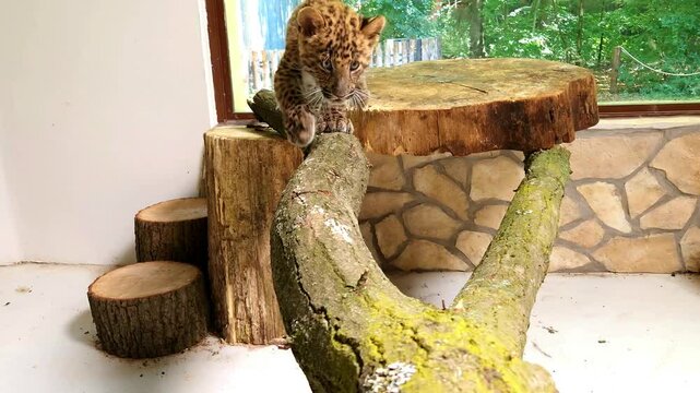 North Chinese leopard baby, its scientific name is Panthera pardus japonensis