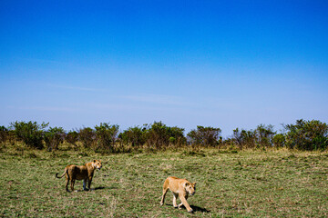 lion cub in serengeti national park serengeti