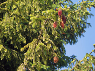 Spruce tree branch with pine cones gainst blue sky