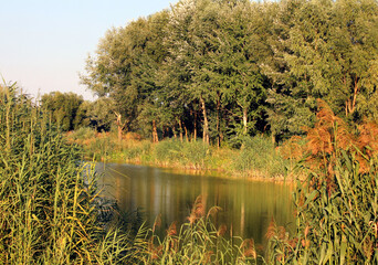 Tranquil river with lush greenery in summer