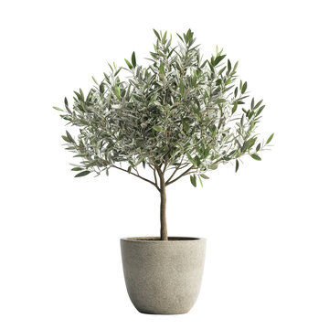 Isolated Elegant Olive Tree in Rustic Pot