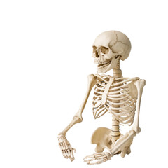 Isolated Anatomical Skeleton Torso and Arms