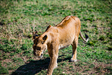 lion cub in the grass