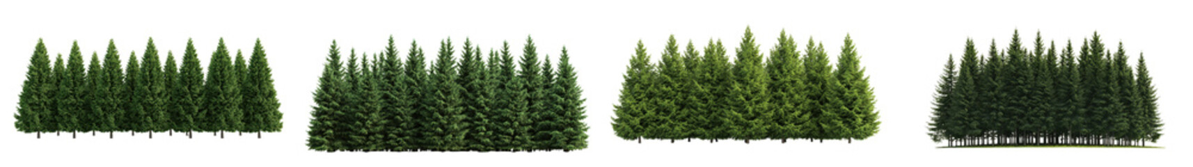 Lush dense evergreen forest landscape with towering pine and fir trees in a serene untouched outdoor setting  The tranquil natural scenery evokes a sense of adventure