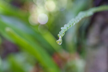 Close-up photo of dew on fresh green grass leaves
