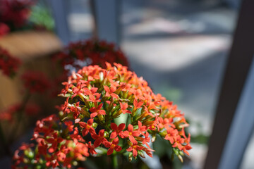Garden landscape with red Kalanchoe flowers in bloom