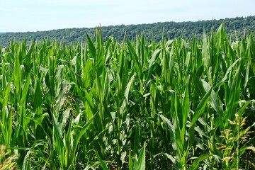 corn field with green corn, a field for harvesting corn grain