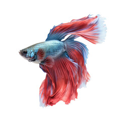 Fototapeta premium The Siamese fighting fish a moving moment beautiful in thailand on isolated transparent background.