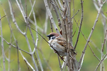 sparrow on a branch