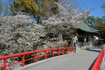 松戸神社、赤い欄干と桜